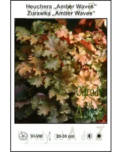 Heuchera-Amber-Waves.jpg Heuchera-Amber-Waves.jpg