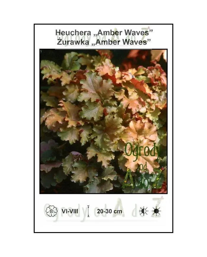 Heuchera-Amber-Waves.jpg