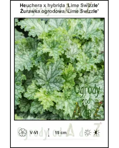 Heuchera-x-hybrida-Lime-Swizzle.jpg Heuchera-x-hybrida-Lime-Swizzle.jpg