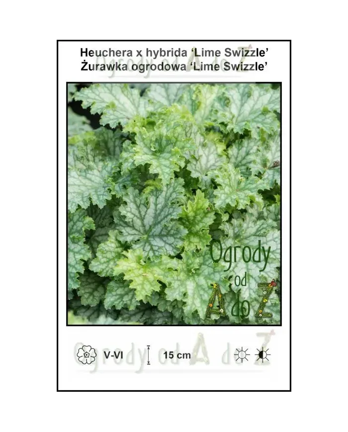 Heuchera-x-hybrida-Lime-Swizzle.jpg