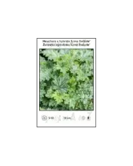 Heuchera-x-hybrida-Lime-Swizzle.jpg