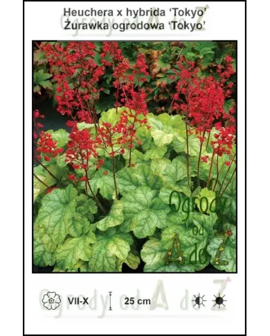 Heuchera-x-hybrida-Tokyo.jpg Heuchera-x-hybrida-Tokyo.jpg