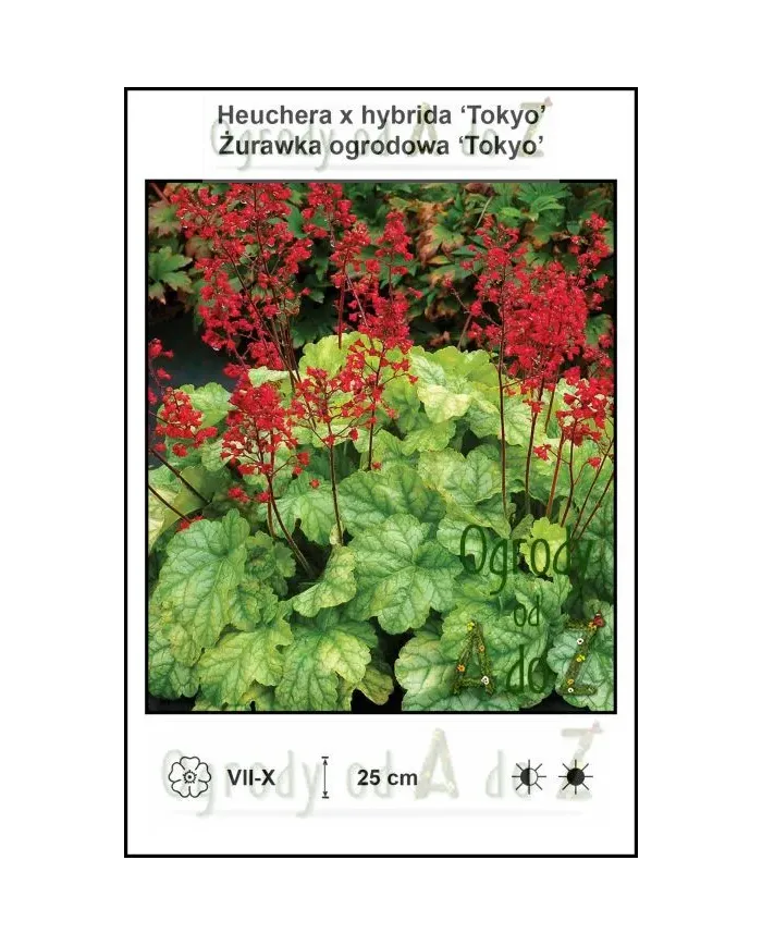 Heuchera-x-hybrida-Tokyo.jpg