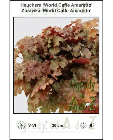 Heuchera-World-Caffe-Amaretto.jpg Heuchera-World-Caffe-Amaretto.jpg