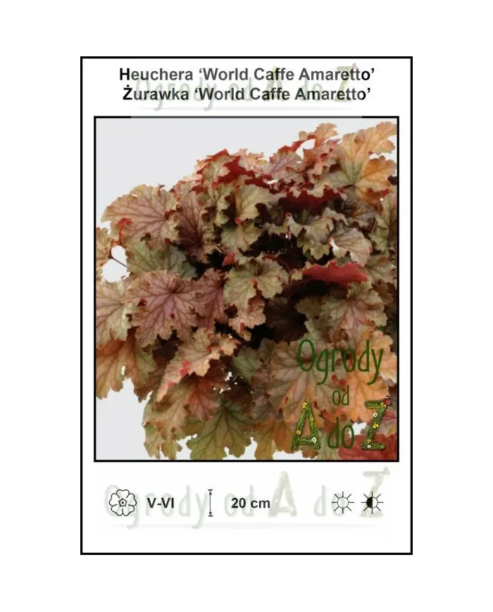 Heuchera-World-Caffe-Amaretto.jpg