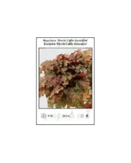 Heuchera-World-Caffe-Amaretto.jpg