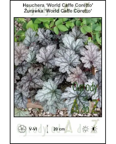 Heuchera-World-Caffe-Coretto.jpg Heuchera-World-Caffe-Coretto.jpg