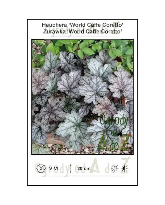 Heuchera-World-Caffe-Coretto.jpg