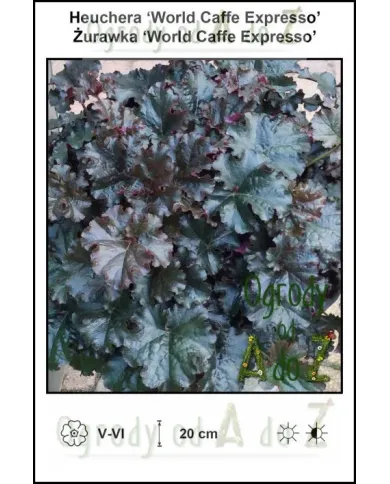 Heuchera-World-Caffe-Expresso.jpg Heuchera-World-Caffe-Expresso.jpg