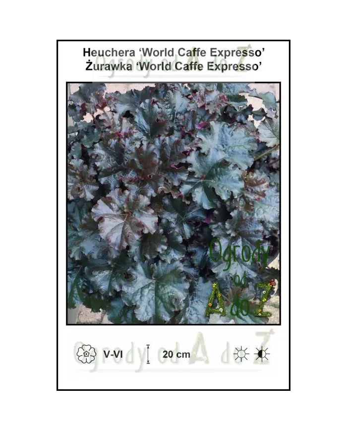 Heuchera-World-Caffe-Expresso.jpg