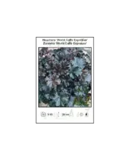 Heuchera-World-Caffe-Expresso.jpg