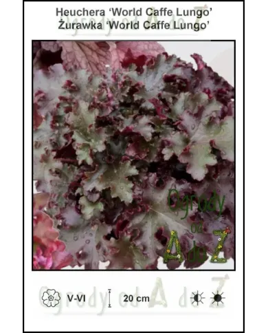 Heuchera-World-Caffe-Lungo.jpg Heuchera-World-Caffe-Lungo.jpg