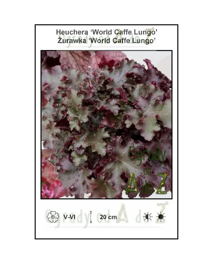 Heuchera-World-Caffe-Lungo.jpg