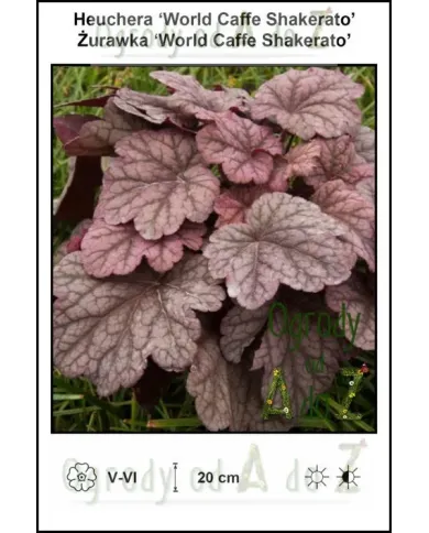 Heuchera-World-Caffe-Shakerato.jpg Heuchera-World-Caffe-Shakerato.jpg