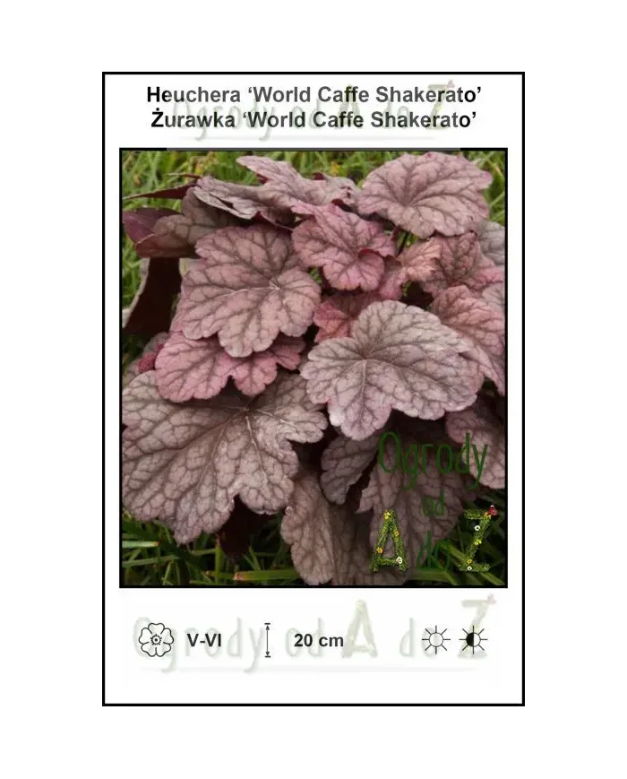 Heuchera-World-Caffe-Shakerato.jpg