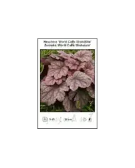 Heuchera-World-Caffe-Shakerato.jpg