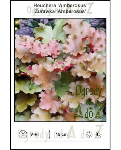 Heuchera-Amberosus.jpg Heuchera-Amberosus.jpg