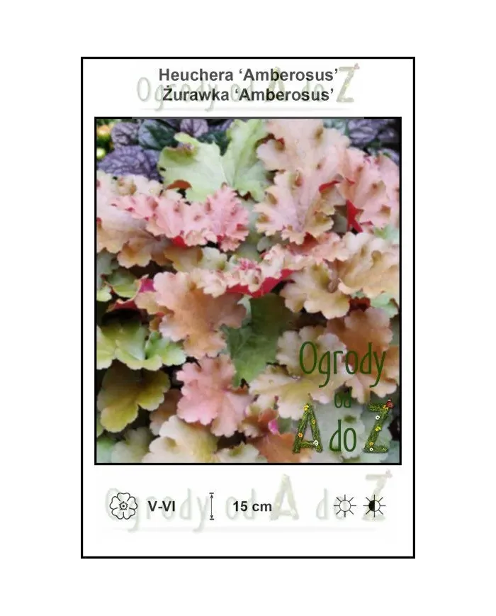 Heuchera-Amberosus.jpg