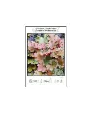 Heuchera-Amberosus.jpg