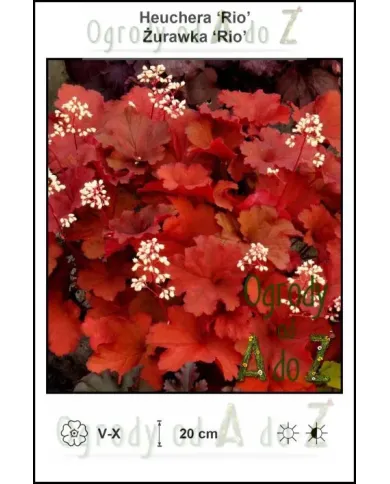 Heuchera-Rio.jpg Heuchera-Rio.jpg
