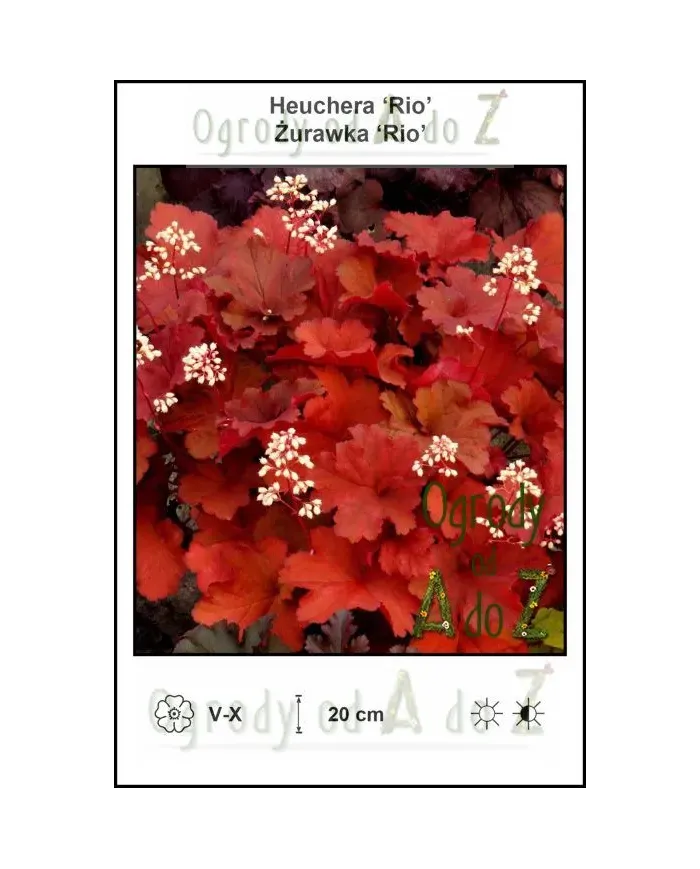 Heuchera-Rio.jpg