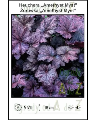 Heuchera-Amethyst-Myst.jpg Heuchera-Amethyst-Myst.jpg