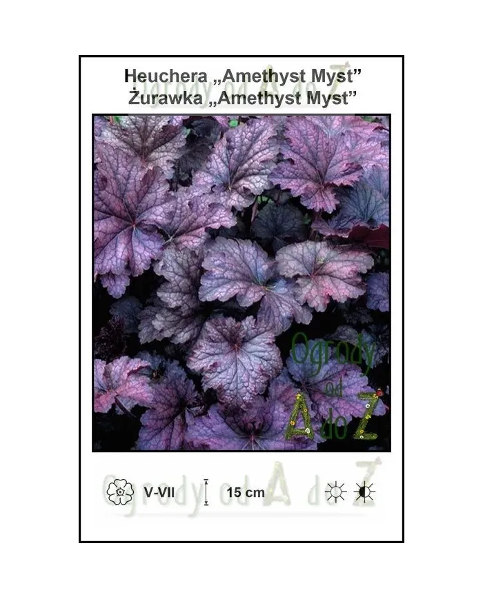 Heuchera-Amethyst-Myst.jpg Heuchera-Amethyst-Myst.jpg