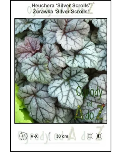 Heuchera-Silver-Scrolls.jpg Heuchera-Silver-Scrolls.jpg