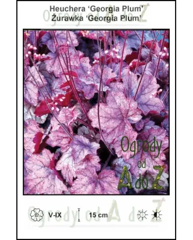 Heuchera-Georgia-Plum.jpg Heuchera-Georgia-Plum.jpg