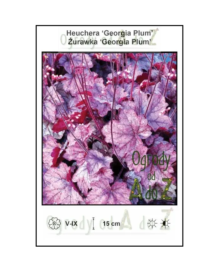 Heuchera-Georgia-Plum.jpg