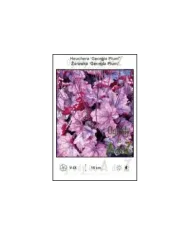 Heuchera-Georgia-Plum.jpg