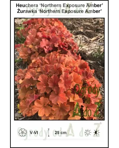 Heuchera-Northern-Exposure-Amber.jpg Heuchera-Northern-Exposure-Amber.jpg