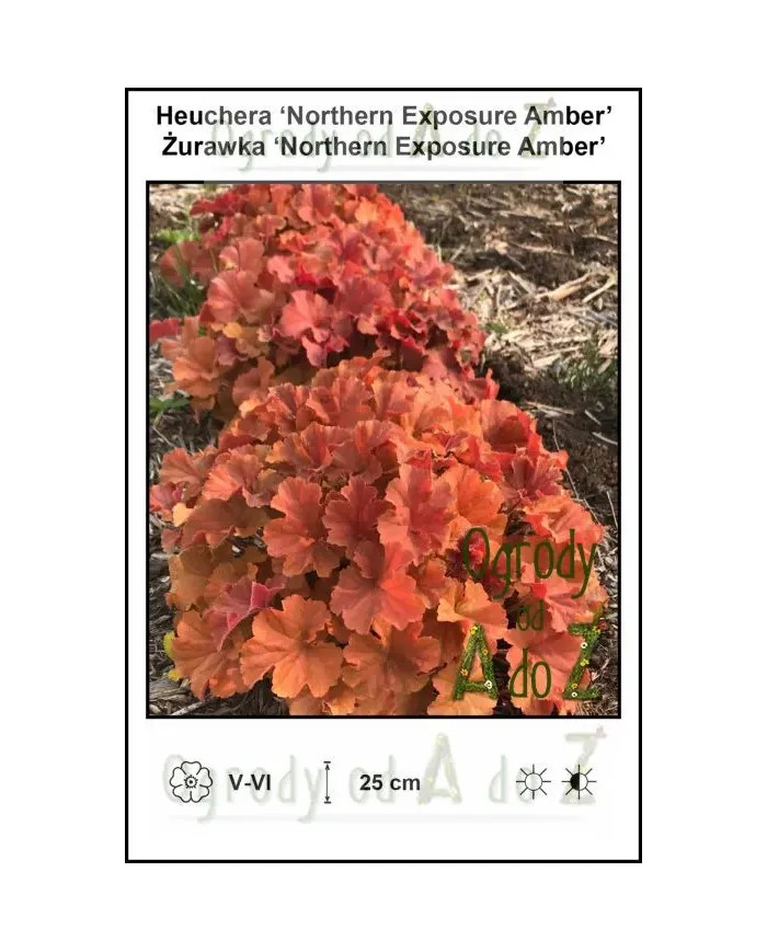 Heuchera-Northern-Exposure-Amber.jpg