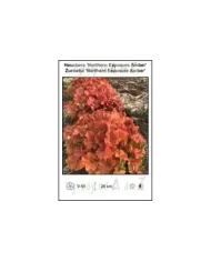 Heuchera-Northern-Exposure-Amber.jpg