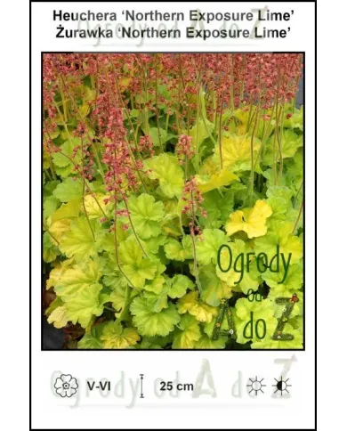 Heuchera-Northern-Exposure-Lime.jpg Heuchera-Northern-Exposure-Lime.jpg
