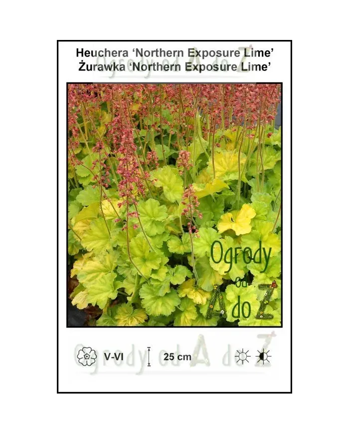 Heuchera-Northern-Exposure-Lime.jpg
