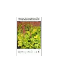 Heuchera-Northern-Exposure-Lime.jpg