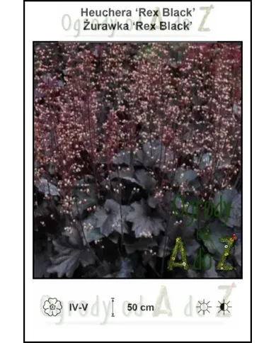 Heuchera-Rex-Black.jpg Heuchera-Rex-Black.jpg