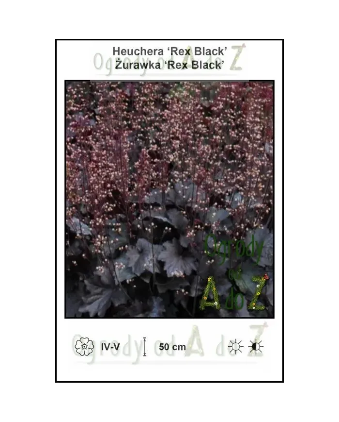 Heuchera-Rex-Black.jpg