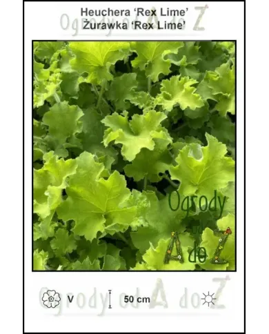 Heuchera-Rex-Lime.jpg Heuchera-Rex-Lime.jpg