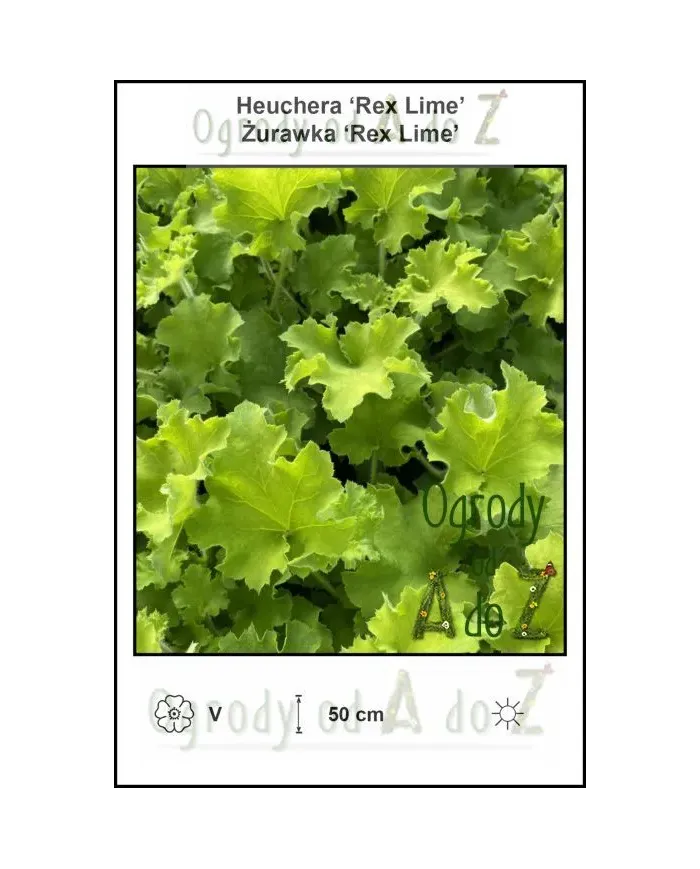 Heuchera-Rex-Lime.jpg
