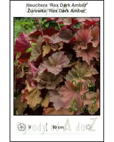 Heuchera-Rex-Dark-Amber.jpg Heuchera-Rex-Dark-Amber.jpg