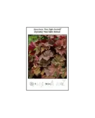 Heuchera-Rex-Dark-Amber.jpg
