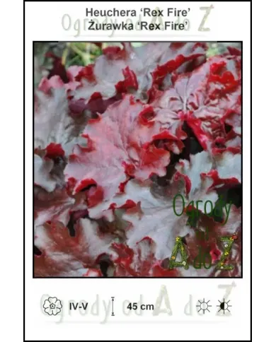 Heuchera-Rex-Fire.jpg Heuchera-Rex-Fire.jpg