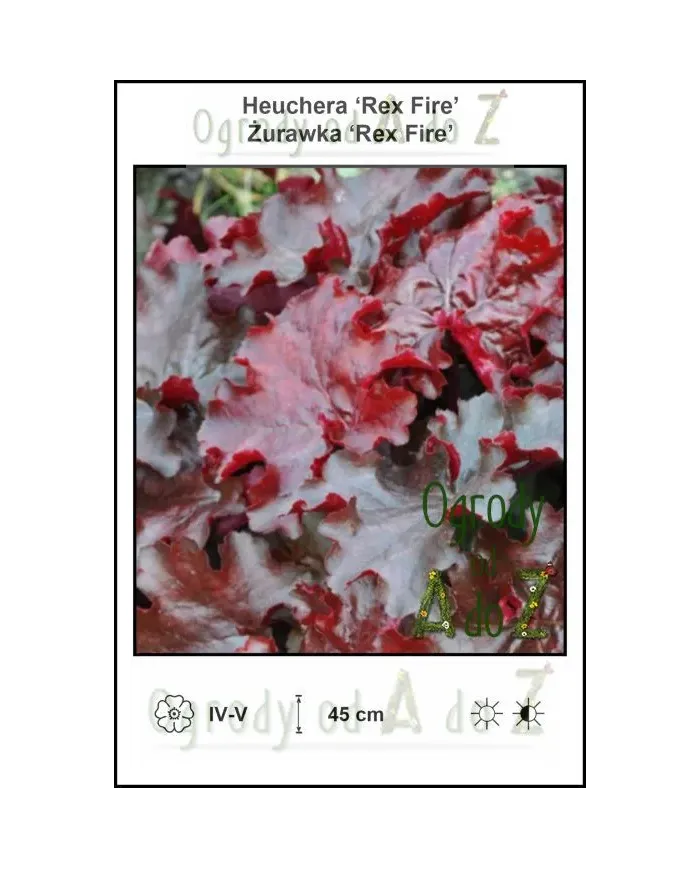 Heuchera-Rex-Fire.jpg