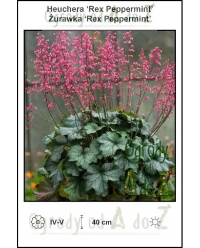 Heuchera-Rex-Peppermint.jpg Heuchera-Rex-Peppermint.jpg