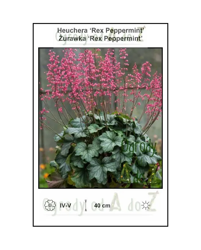 Heuchera-Rex-Peppermint.jpg