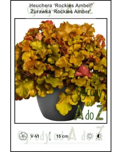 Heuchera-Rockies-Amber.jpg Heuchera-Rockies-Amber.jpg