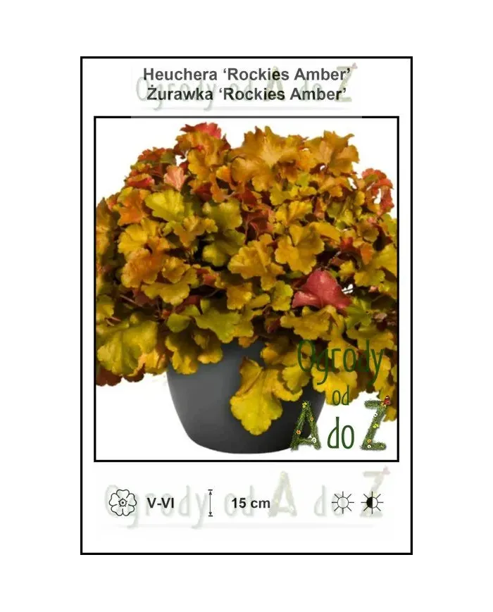 Heuchera-Rockies-Amber.jpg