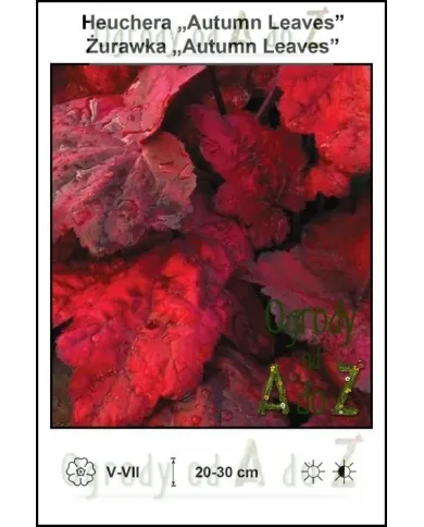 Heuchera-Autumn-Leaves.jpg Heuchera-Autumn-Leaves.jpg